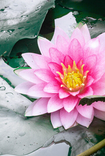 粉色睡莲绽放水面美景