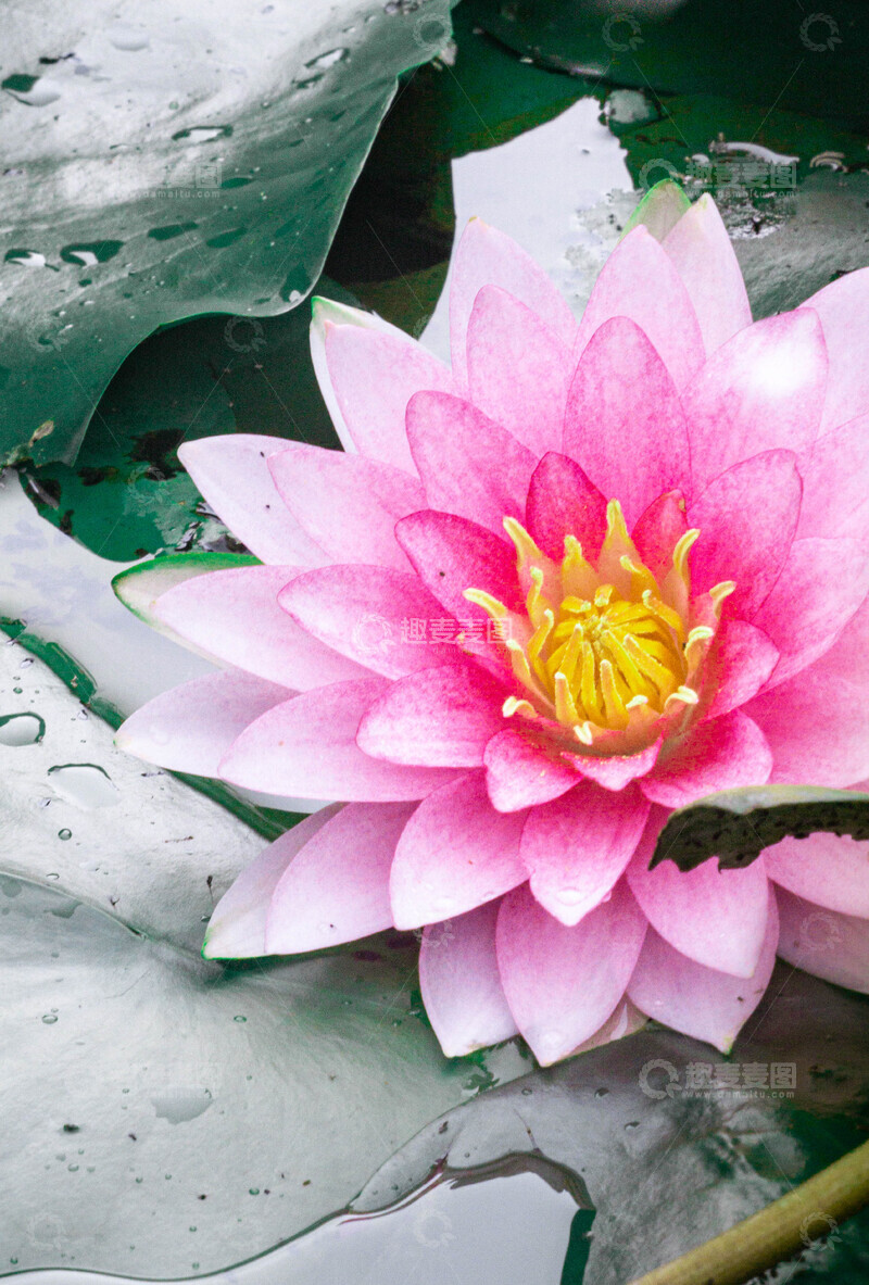 高清大图下载【趣麦麦图】粉色睡莲绽放水面美景