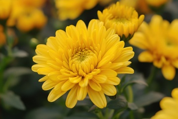 开花的千瓣菊花