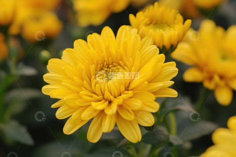 高清大图下载【趣麦麦图】开花的千瓣菊花