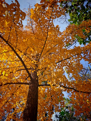 秋意浓枫叶树仰拍