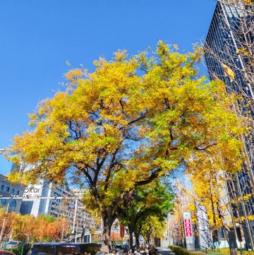 城市秋景黄叶树高楼背景