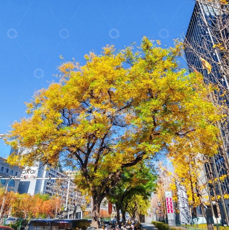 高清大图下载【趣麦麦图】城市秋景黄叶树高楼背景