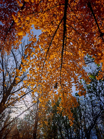 秋意浓金黄叶片蓝天映衬