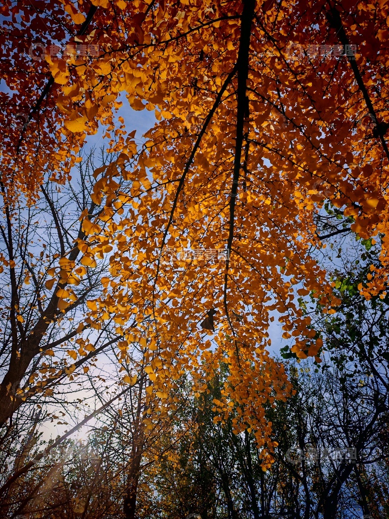 高清大图下载【趣麦麦图】秋意浓金黄叶片蓝天映衬