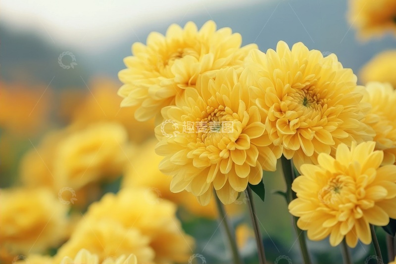 高清大图下载【趣麦麦图】开放的一簇菊花花丛