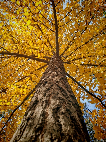 秋日金黄树木仰拍