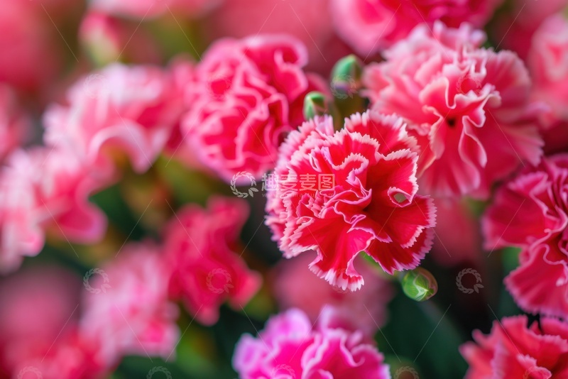 高清大图下载【趣麦麦图】玫红色的康乃馨花簇