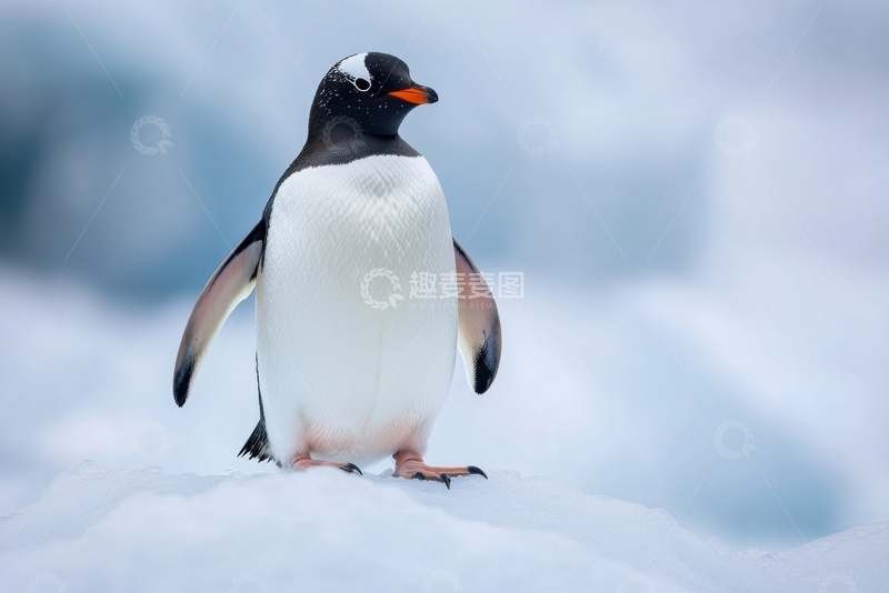 高清大图下载【趣麦麦图】站在雪地上的可爱企鹅