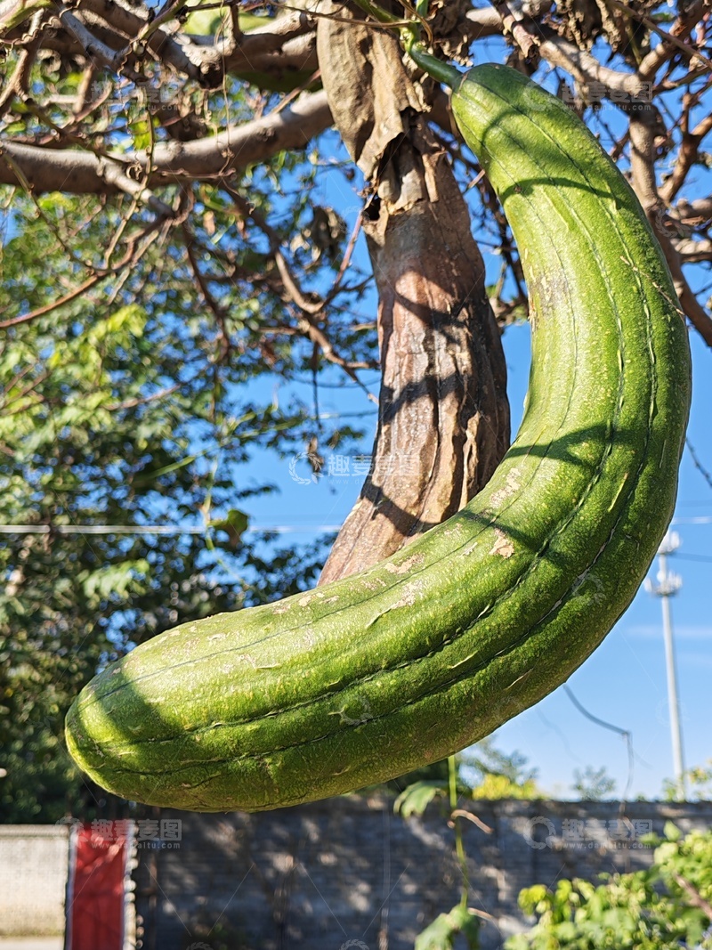 高清大图下载【趣麦麦图】丝瓜架上结的老丝瓜