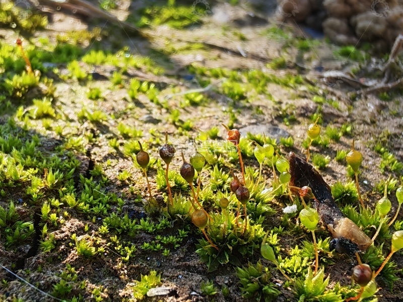 高清大图下载【趣麦麦图】特写苔藓枝叶