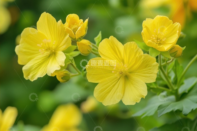 高清大图下载【趣麦麦图】开花的黄色花朵