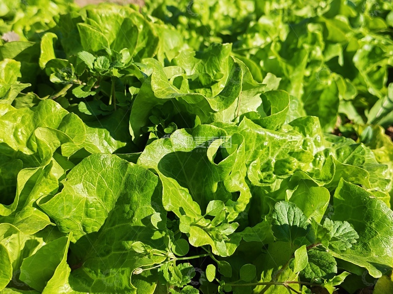 高清大图下载【趣麦麦图】绿油油的生菜