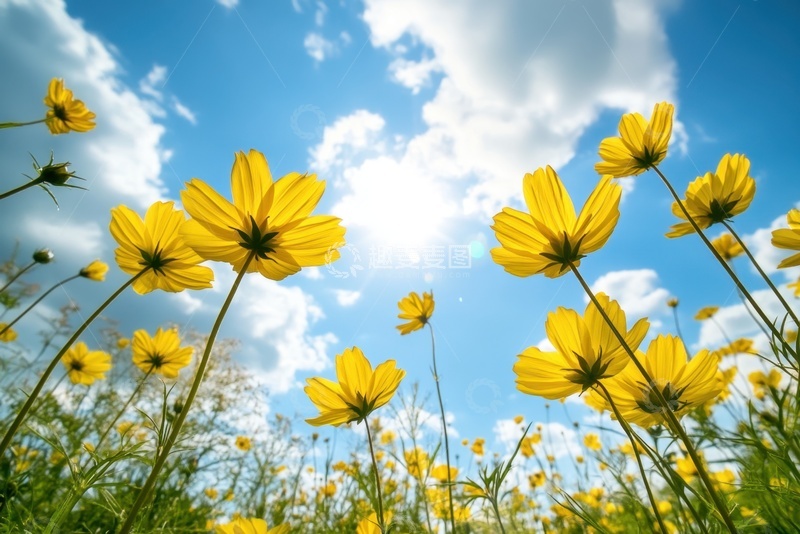 高清大图下载【趣麦麦图】户外生长的黄色小野花