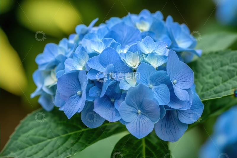 高清大图下载【趣麦麦图】蓝色的绣球花花卉