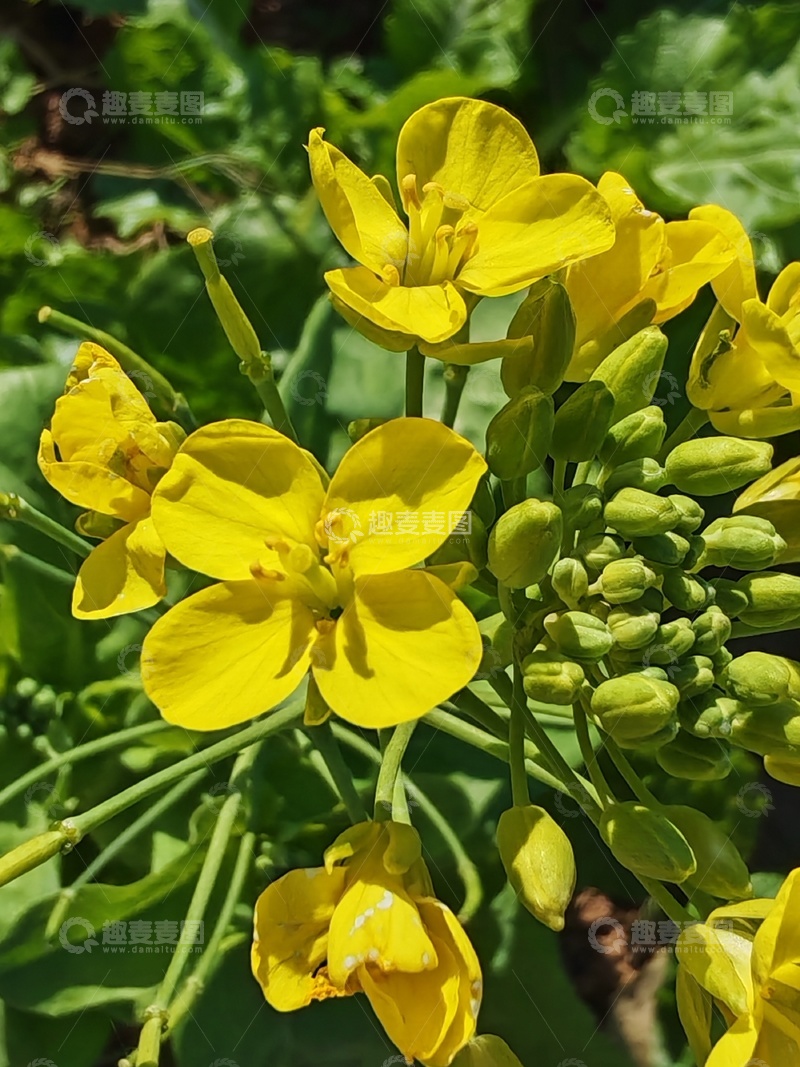 高清大图下载【趣麦麦图】油菜花特写近景