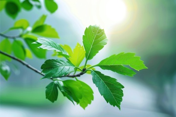 绿色的树枝特写摄影