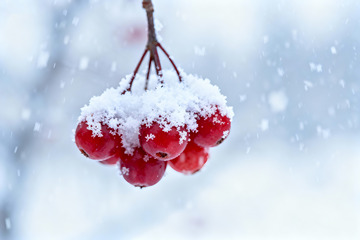 霜覆红果冬日果实特写素材