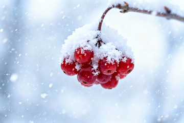 霜覆红果冬日果实特写素材2