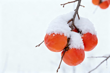 雪压红柿冬日果实特写素材1