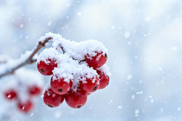 霜覆红果冬日果实特写素材1