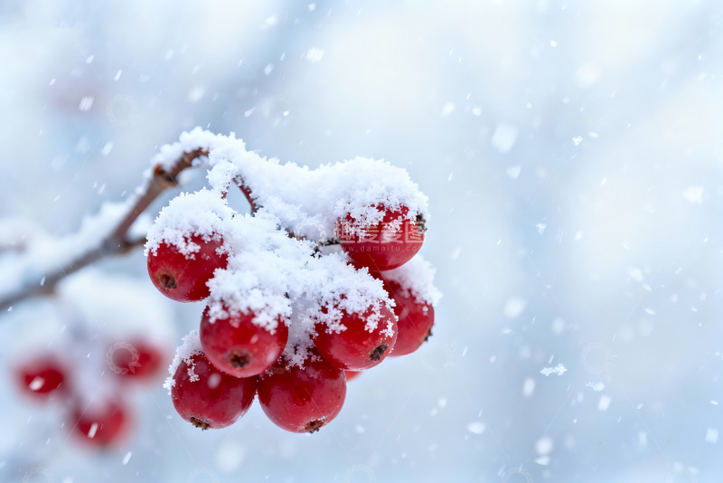 高清大图下载【趣麦麦图】霜覆红果冬日果实特写素材1