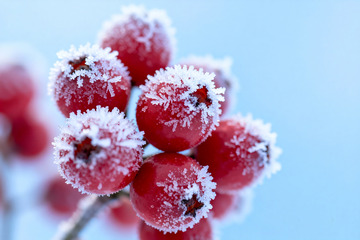 霜覆红果冬日果实特写素材0