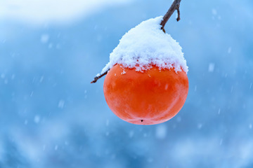 雪压红柿冬日果实特写素材2