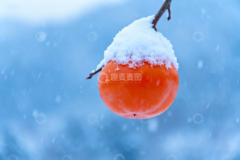 高清大图下载【趣麦麦图】雪压红柿冬日果实特写素材2
