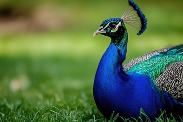 草地上的一只孔雀