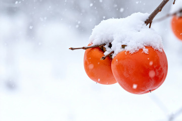 雪压红柿冬日果实特写素材3