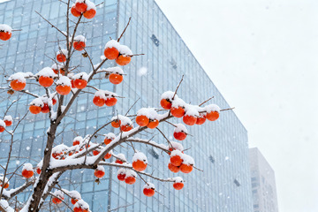 雪柿满枝都市雪景景观素材