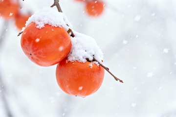 雪压红柿冬日果实特写素材