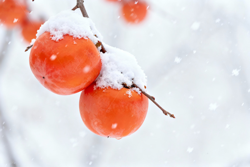 高清大图下载【趣麦麦图】雪压红柿冬日果实特写素材