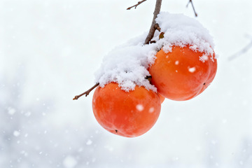 雪压红柿冬日果实特写素材0