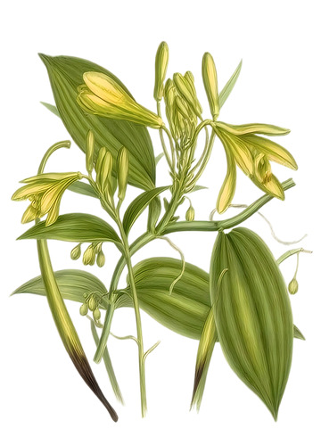 插画风格黄绿色植物花卉图案