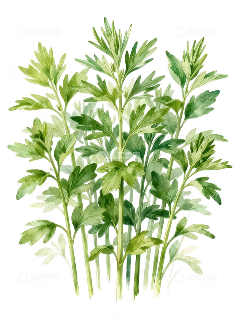 高清大图下载【趣麦麦图】水彩植物插画绿叶装饰图案