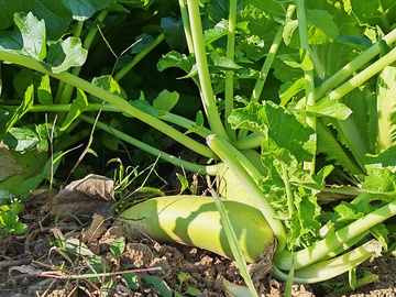 菜地里的白萝卜