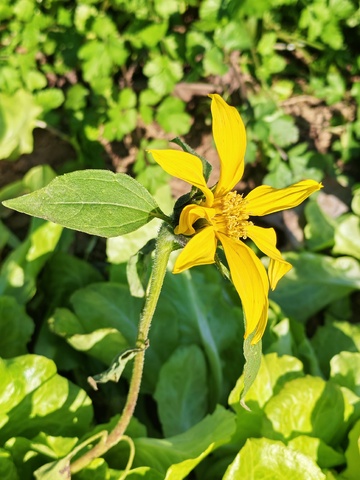 向着阳光生长的菊芋