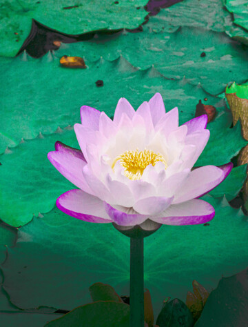 紫色粉色睡莲绽放莲叶间