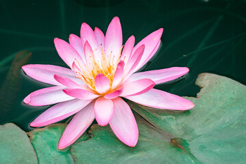 粉红睡莲绽放池塘美景