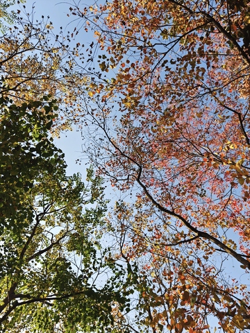 中央公园秋意盎然