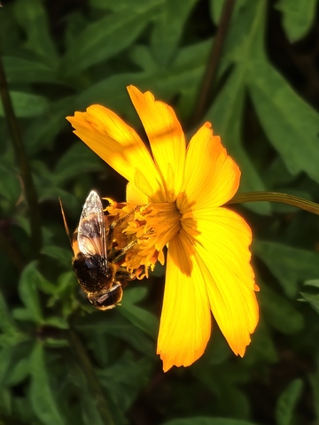 小蜜蜂与波斯菊