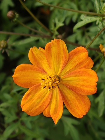 花园里的波斯菊