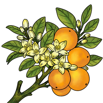 金桔柑橘插画风格水果设计素材