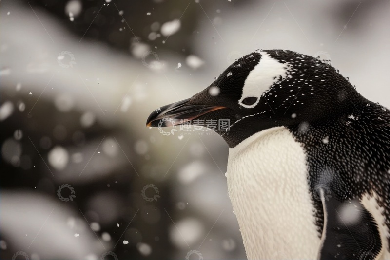 高清大图下载【趣麦麦图】一只企鹅特写摄影