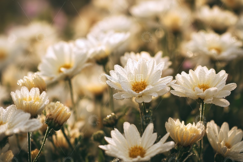 高清大图下载【趣麦麦图】白色的菊花花丛