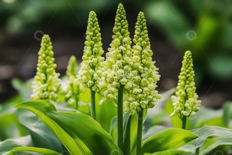 高清大图下载【趣麦麦图】一簇绿色的花棒植物