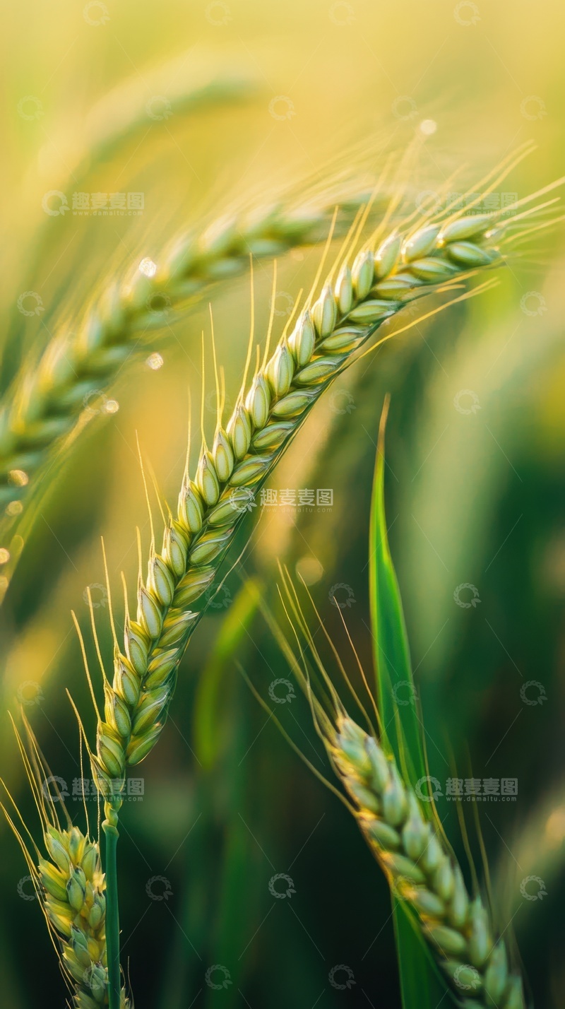 高清大图下载【趣麦麦图】农田里生长的青麦