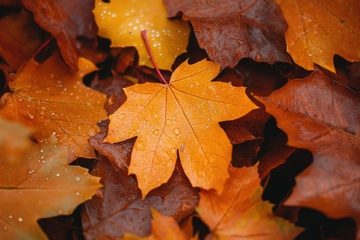 一地的枫叶树叶